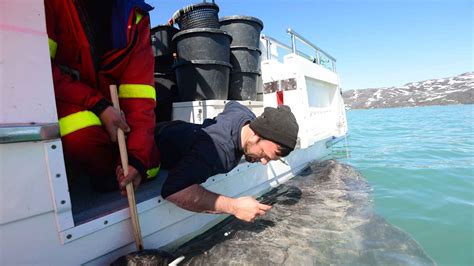 Julius Found Out That The Greenland Shark Mates For 100 Years Arctic Hub