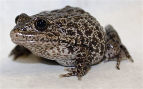 Dusky Gopher Frog – AZA Amphibian Taxon Advisory Group