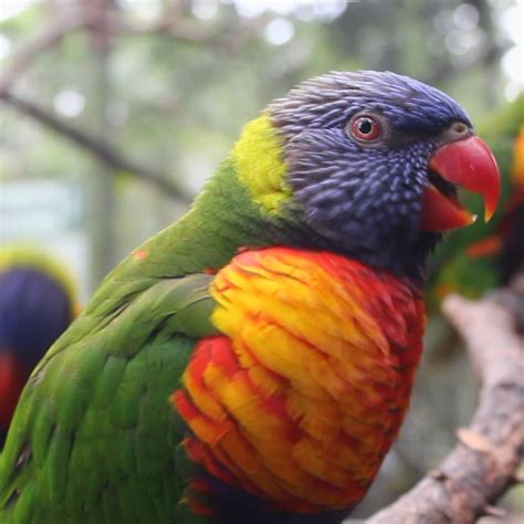 Lorikeet - Hunter Valley Wildlife Park