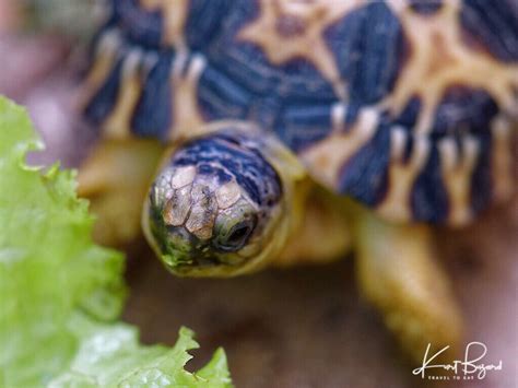 Baby Radiated Tortoise Astrochelys Radiata Baby Radiated Flickr