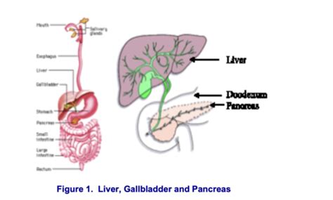 8 LIVER GALLBLADDER AND EXOCRINE PANCREAS Flashcards Quizlet