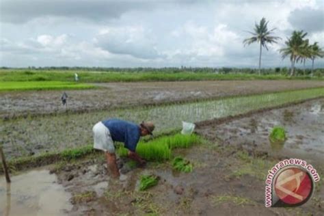 Dinas 1 632 Hektare Sawah Terdampak Penutupan Irigasi Kalibawang