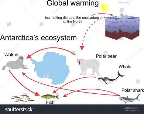 Antarctic Ecosystem Infographic Wildlife Polarbear Walrus เวกเตอร์สต็อก ปลอดค่าลิขสิทธิ์