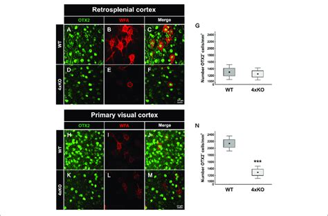 Expression Of Otx In The Cerebral Cortex Of Wildtype And Quadruple