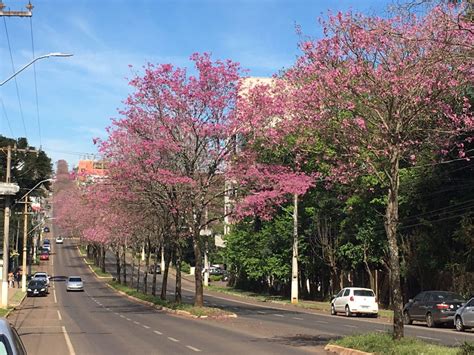 Florada dos ipês traz cor e alegria aos moradores de Chapecó