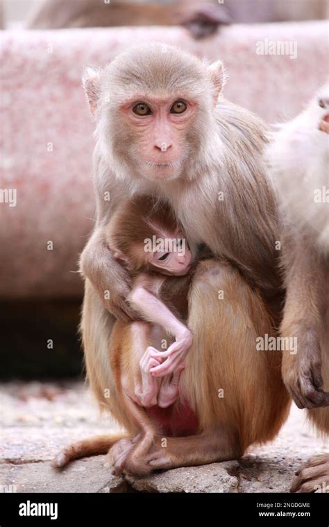 Rhesus Macaque Mother And Baby Stock Photo Alamy