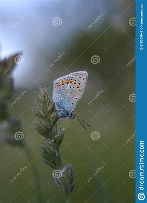 Pequena Borboleta Azul Comum Se Aproxima Da Natureza Imagem De Stock