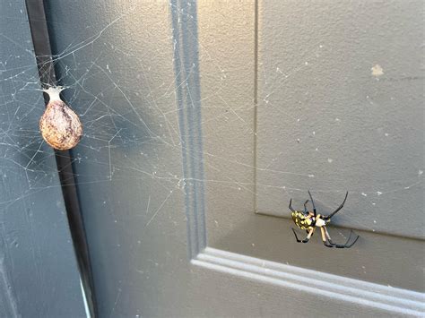 How do I move this thing? : r/spiders