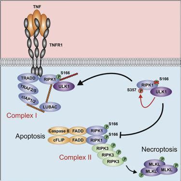 Ulk Ripk Cell Reports X Mol