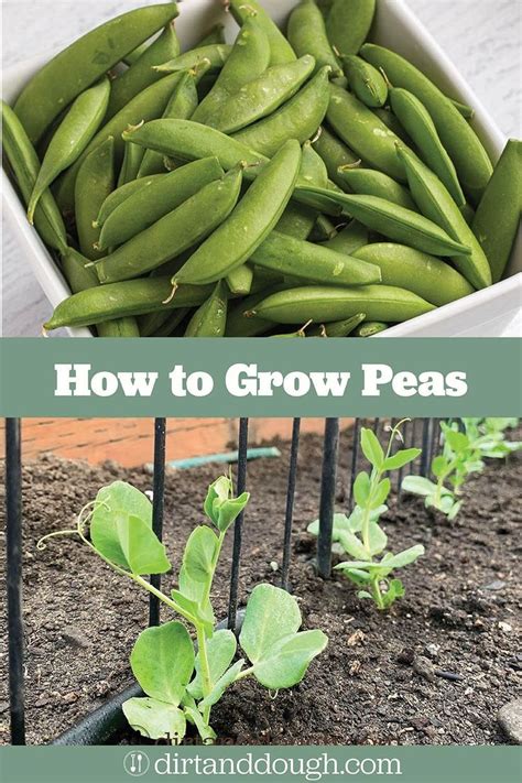 How To Grow Peas Growing Peas Snap Peas Garden Growing Snow Peas