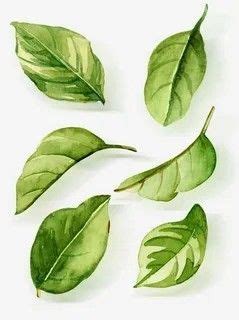 Pin by Анастасия on Прозрачный | Watercolor paintings nature, Botanical ...