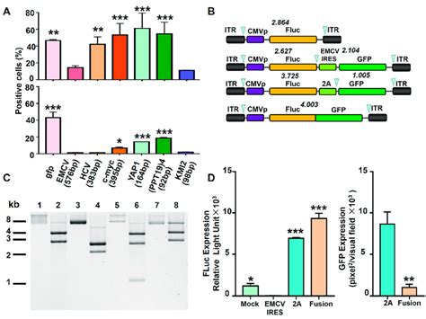 The Transgene Expression From Various Bicistronic Raav Vectors In