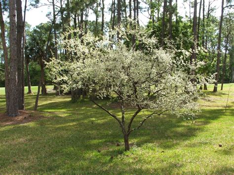 Chickasaw Plum Prunus Angustifolia Florida Native Shrub Small Tree