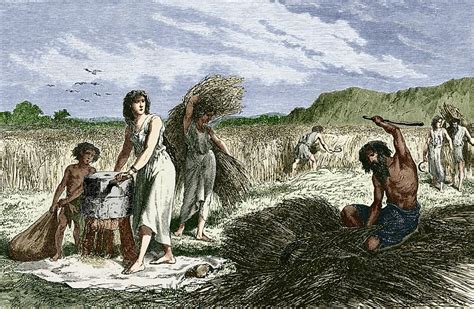 Early Humans Harvesting Crops Stock Image V200 0236 Science Photo