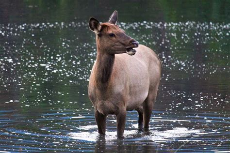 Elk Sounds: Decoding Bugles, Barks, Chuckles & More