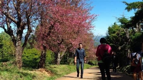 Tak Perlu Jauh Jauh Ke Jepang Lihat Sakura Ada Di Thailand Di Sini