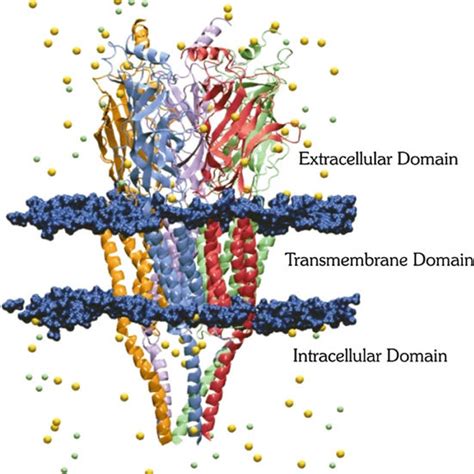 Structure Of The Nicotinic Acetylcholine Receptor With The Five Download Scientific Diagram