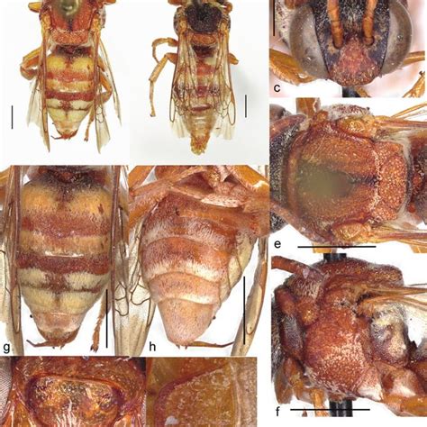 Epeolus Iranicus Sp Nov A C H Holotype Female B I Paratype Male