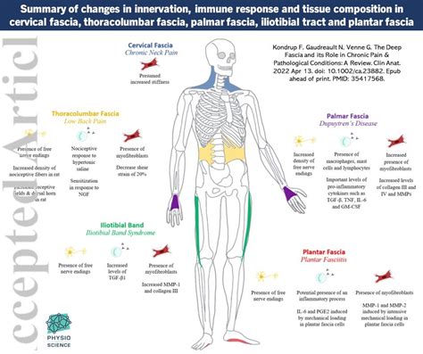 Physio Meets Science On Twitter Just Published In Clinicall Anatomy 🔥