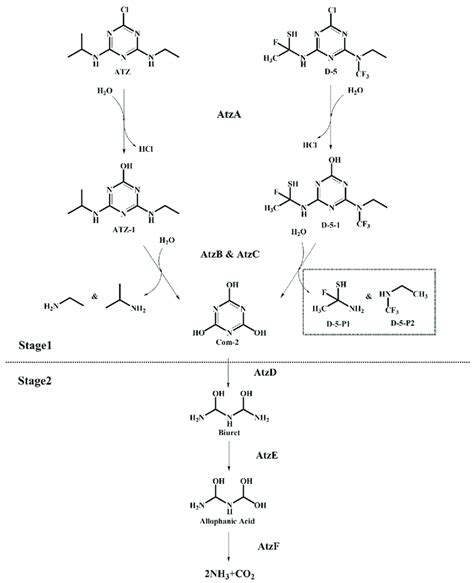 Simulation Of Microbial Degradation Pathways Of Atz And Substitute D 5 Download Scientific