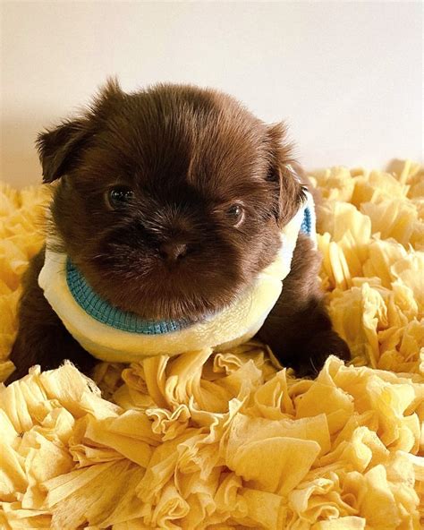 Chocolate Shih Tzu Puppy Arizona Sunrise Shih Tzus Poos