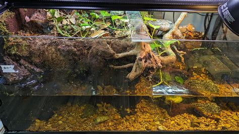 Turtle Tank Build Paludarium With An Underwater Cave For Common Musk