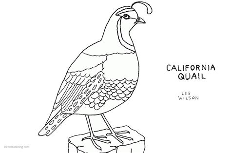 Quail Coloring Pages California Quail Line Art Free Printable