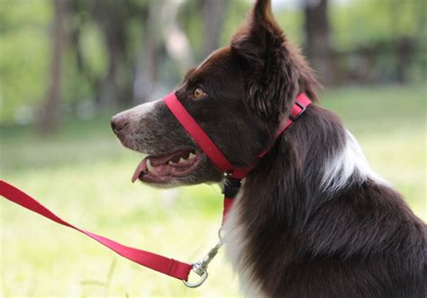 Tipos de coleira para cachorro conheça e saiba como usar