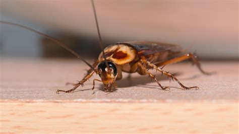 Our Pest Control Expert's Tips For Treating Roaches In Your Home (And ...