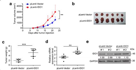 Stable Ido Overexpression Enhances Xenograft Tumor Growth In Balb C