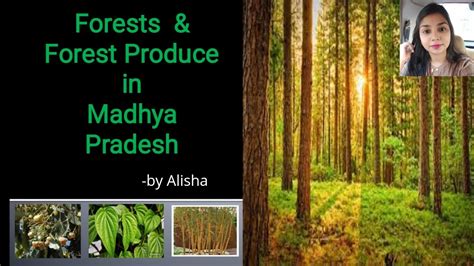 Forest And Forest Produce In Madhya Pradesh Forests Of Madhya Pradesh