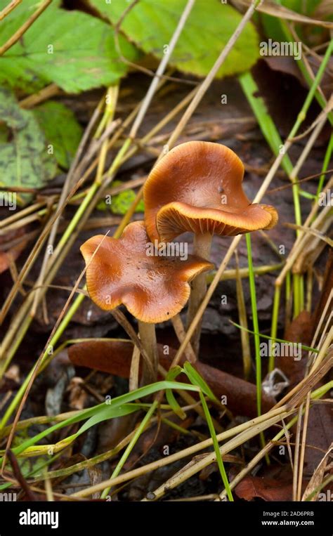 Wavy Cap Psilocybe Cyanescens Psychedelic Fungi Magic Mushrooms Growing On Woodchip Mulch