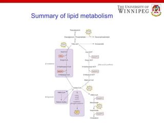 Lipid Metabolism Ppt