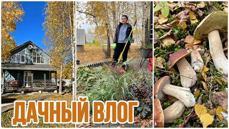 Дачный влог. Обработала деревья и кустарники. Эмоции зашкаливают! - YouTube