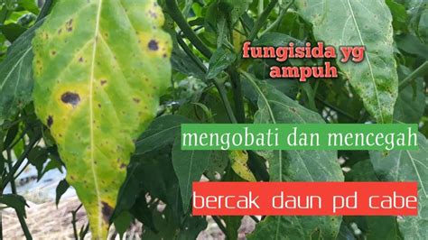 Pengendalian Penyembuhan Bercak Daun Pd Cabe Youtube