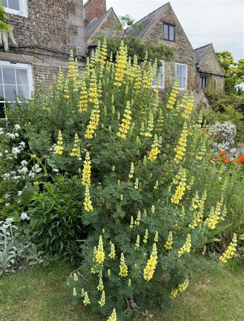 Lupin tree/ Yellow Bush Lupine — BBC Gardeners' World Magazine