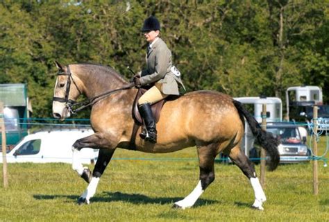 Cob Horse - Learn About Horses