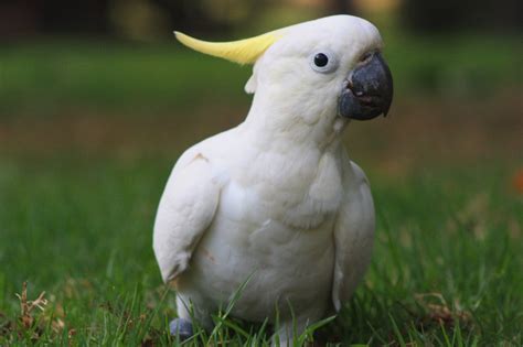 Cockatoos - Dan Schaumann