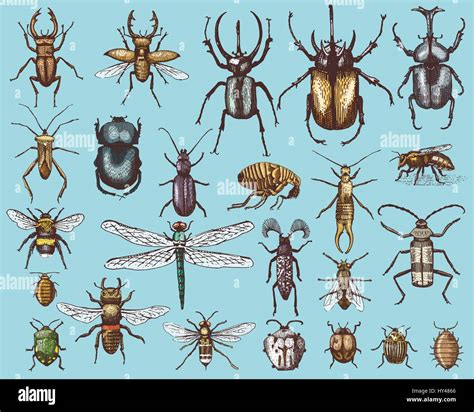 Big Set Of Insects Bugs Beetles And Bees Fleas Many Species In Vintage