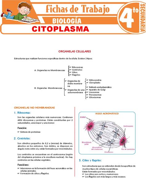 Citoplasma Para Cuarto Grado De Secundaria Pdf Citoplasma Retículo Endoplásmico