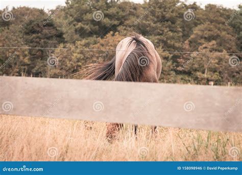 Grazent Horse Behind a Fence, 2 Horses are Grazing in a Meadow, the Sun ...