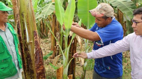 Proyecto De Banano Orgánico Comenzó Liberación De Insectos Y Hongos