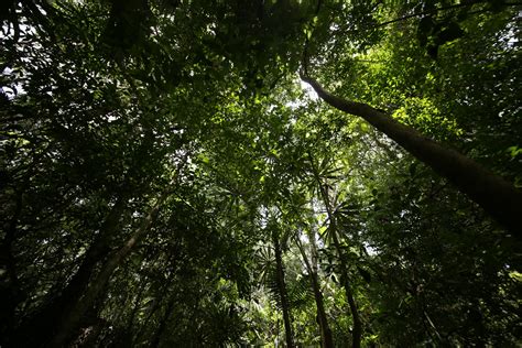 Lacandona la gran selva maya Secretaría de Medio Ambiente y Recursos