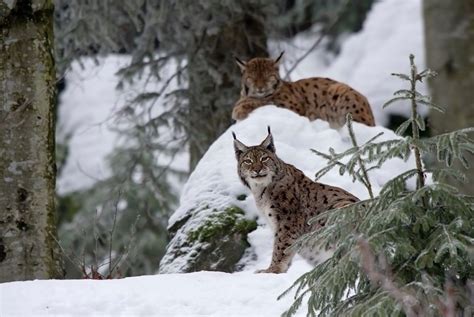 Le lynx boréal Lynx lynx Ensemble pour les animaux