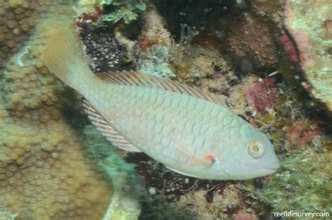 Sparisoma Rubripinne Redfin Parrotfish Reef Life Survey