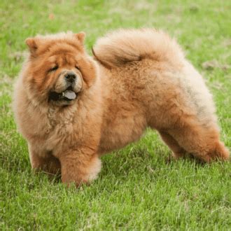 Ficha Del Chow Chow Origen Salud Y Recomendaciones Smylepets