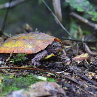 Black Breasted Leaf Turtle G Spengleri In The Wild Male Top Image