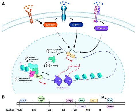 Transcriptional Regulation Of Tert A Tert Transcription Is Mediated