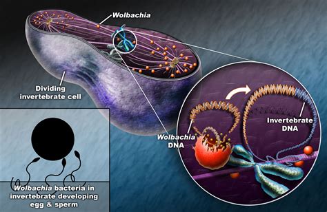 Wolbachia ~ Detailed Information | Photos | Videos