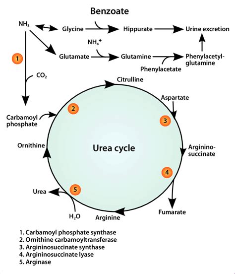 Urea Pathway